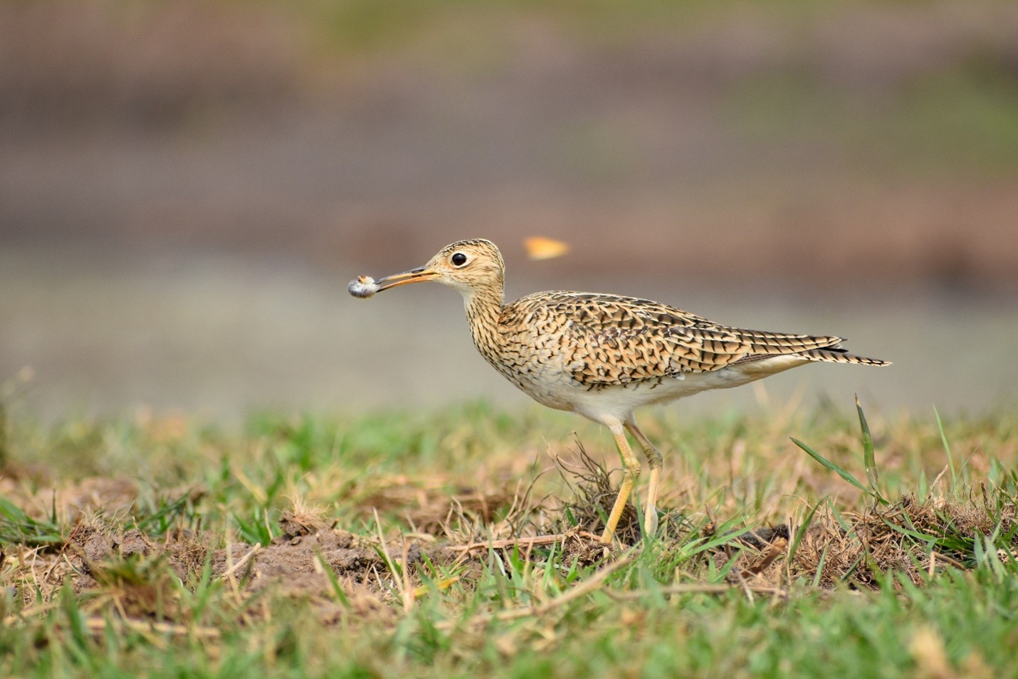 Biodiversidad Pampas del Beni