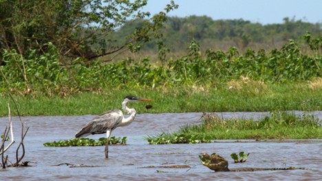 Biodiversidad Pampas del Beni