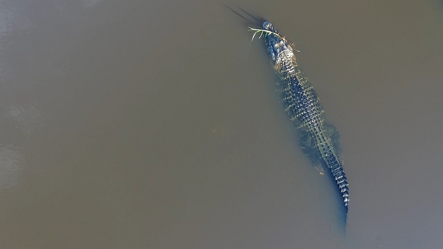 Biodiversidad Pampas del Beni