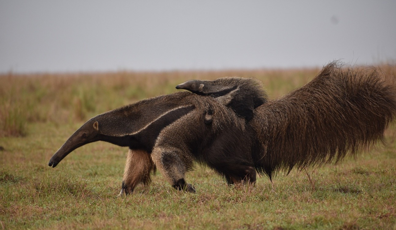 Biodiversidad Pampas del Beni