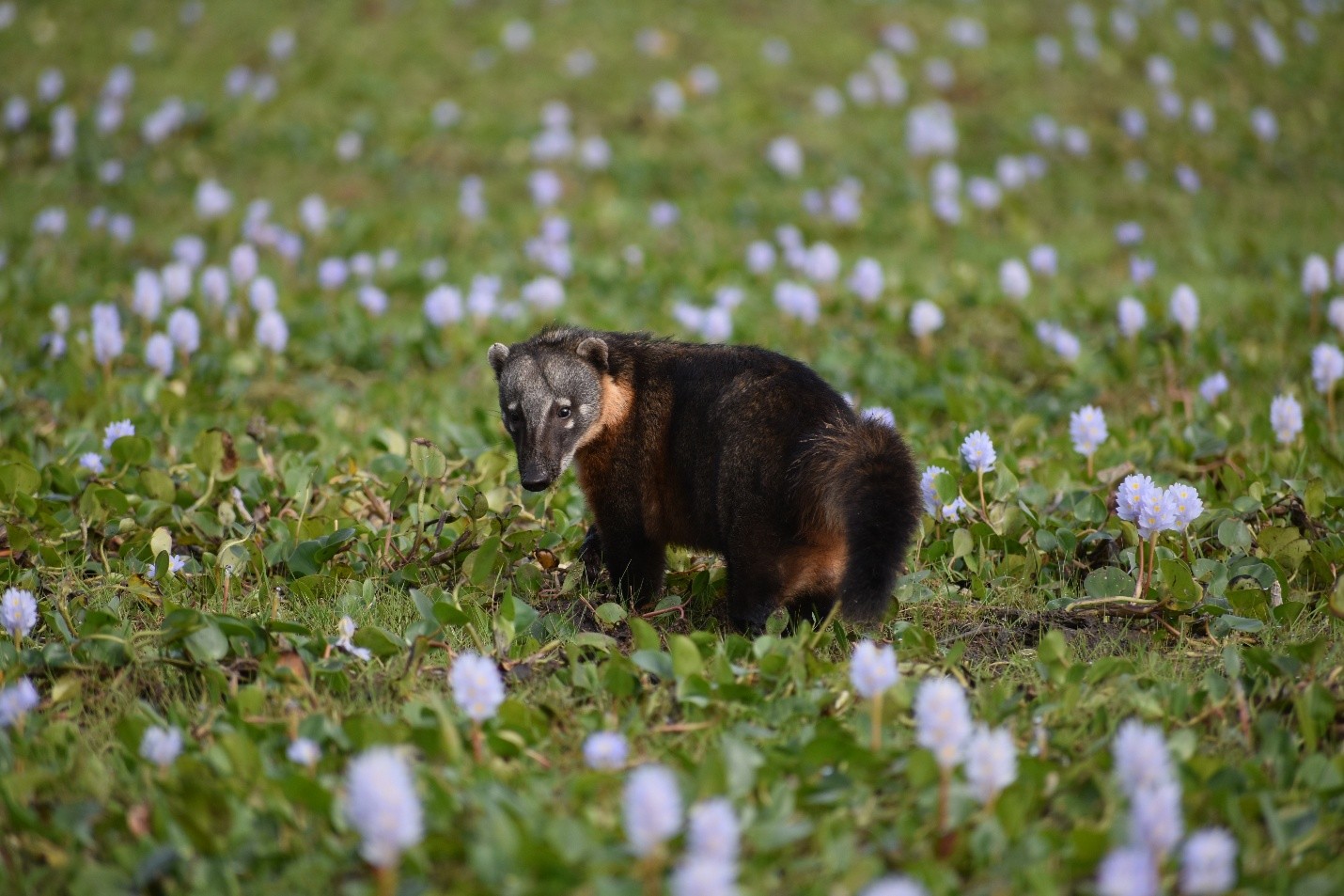 Biodiversidad Pampas del Beni