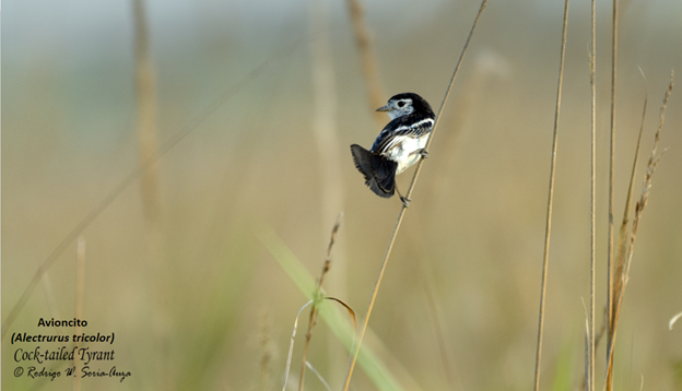 Biodiversidad Pampas del Beni