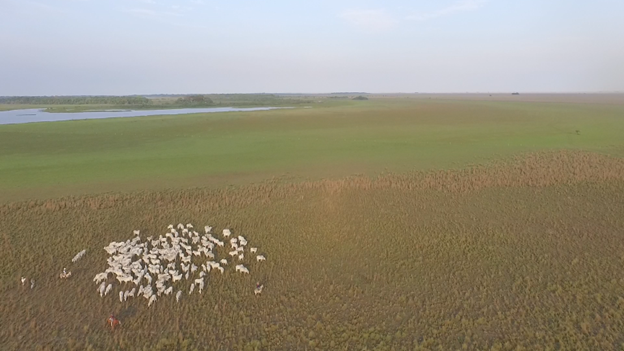 Semi-alturas en las Pampas del Beni