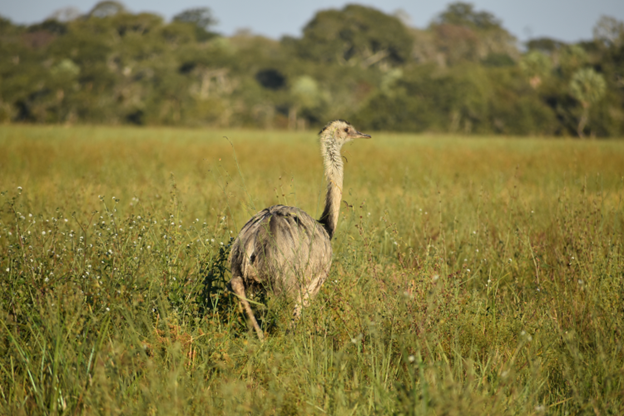 Biodiversidad Pampas del Beni