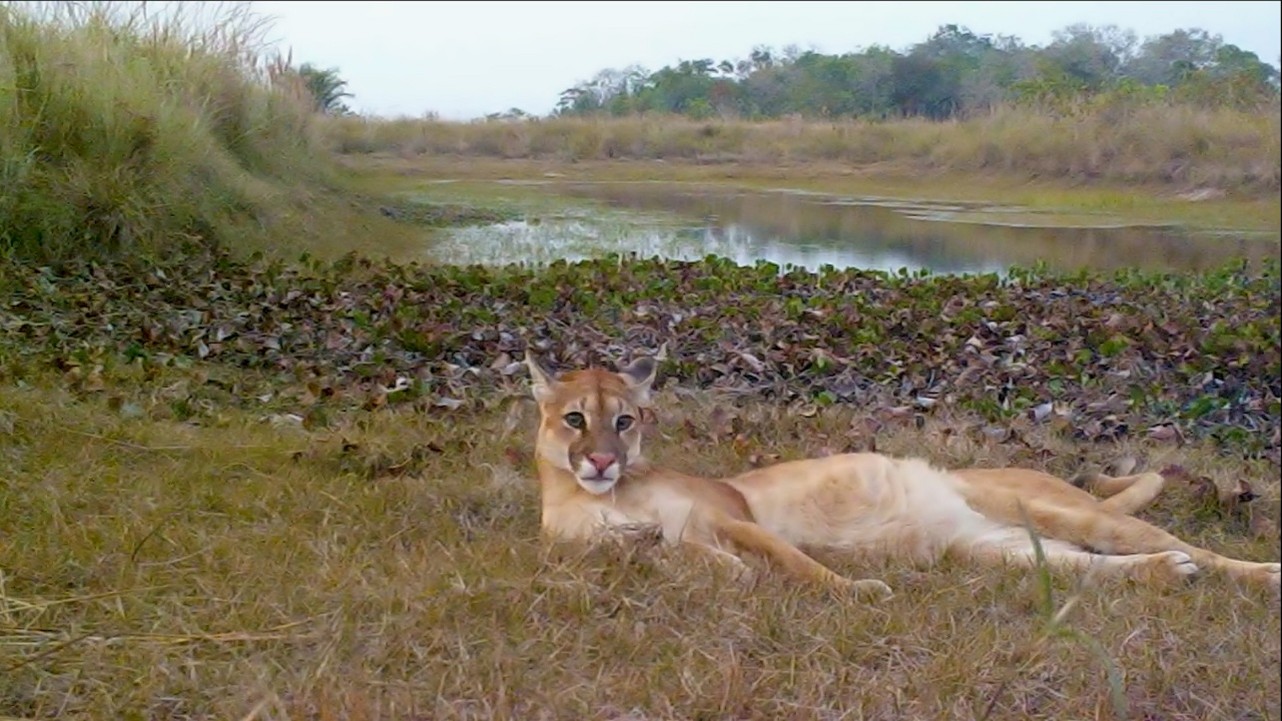 Biodiversidad Pampas del Beni