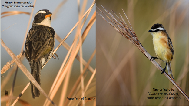 Biodiversidad Pampas del Beni