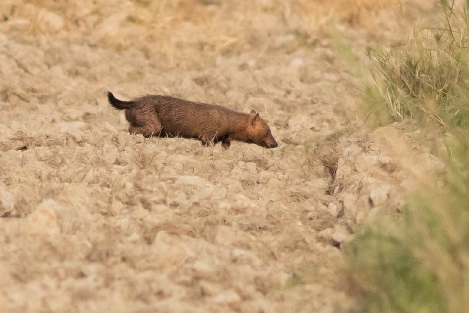 Biodiversidad Pampas del Beni
