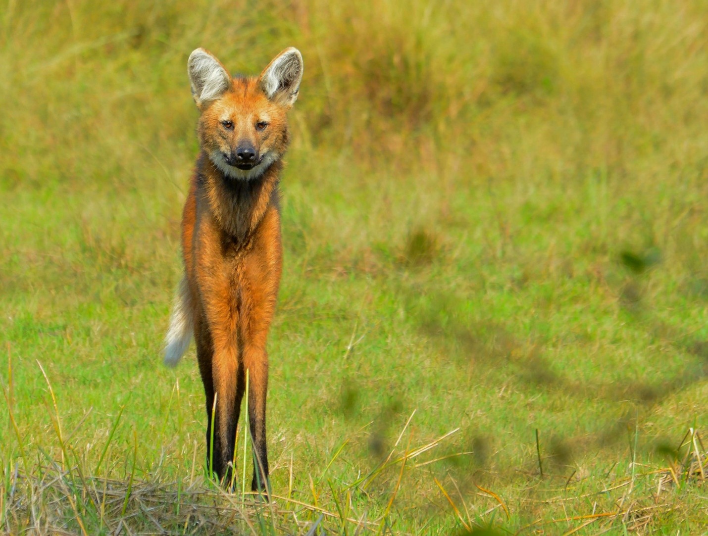 Biodiversidad Pampas del Beni